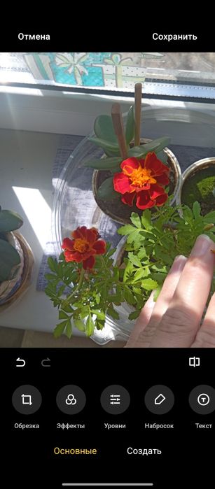 Семена Бархатцы чищенные