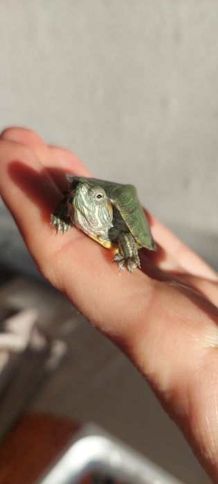 Продам  черепахи