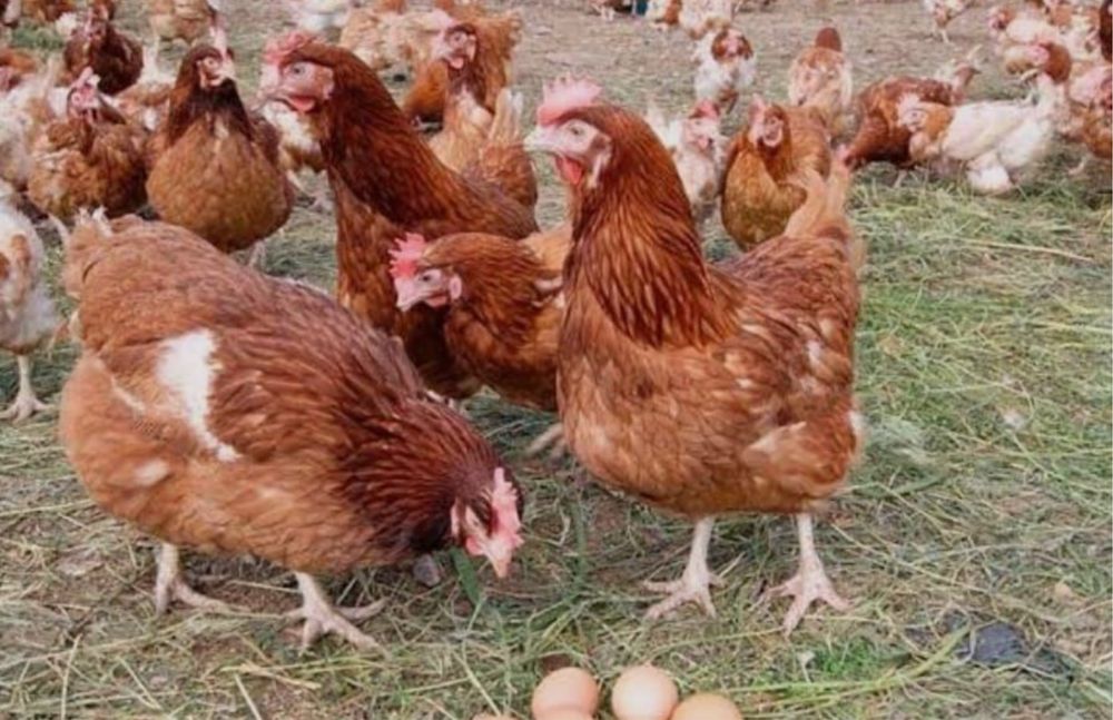 Куры несушки Ломан Браун