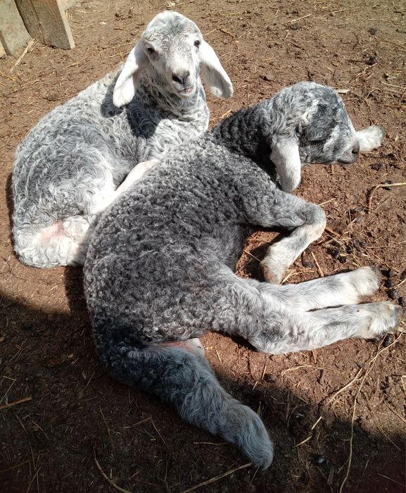 De vânzare5 mieluțe
