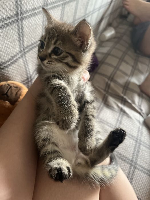 Отдам котенка в добрые руки