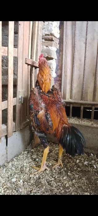 Дакан петух апрельский