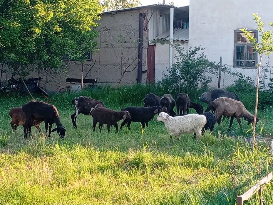 Бараны продам всех не выборочно