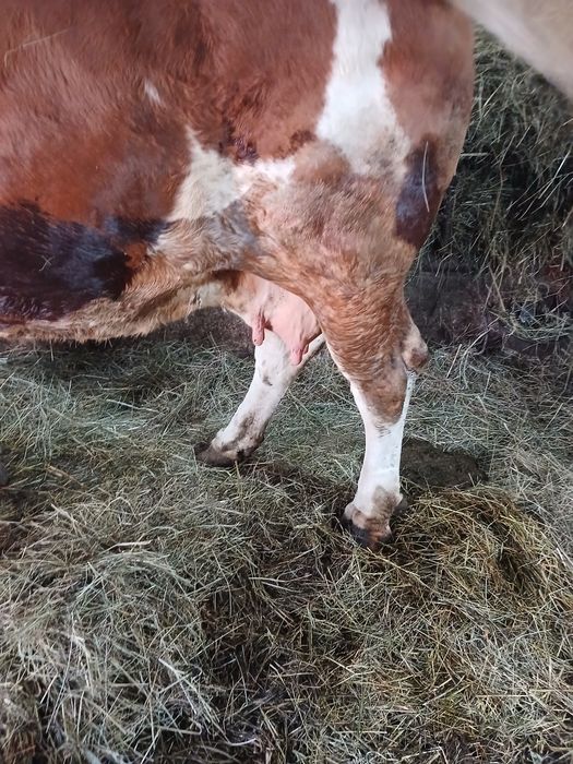 Vind vacă a făta gestantă în 7.5luni talie mare