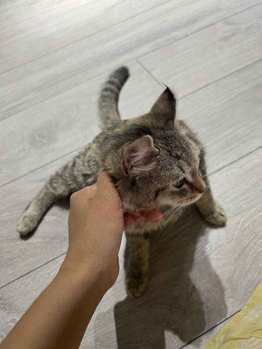 Отдам котёнка в добрые руки!