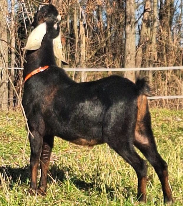 Țap Anglonubian cu pedigree din părinți campioni