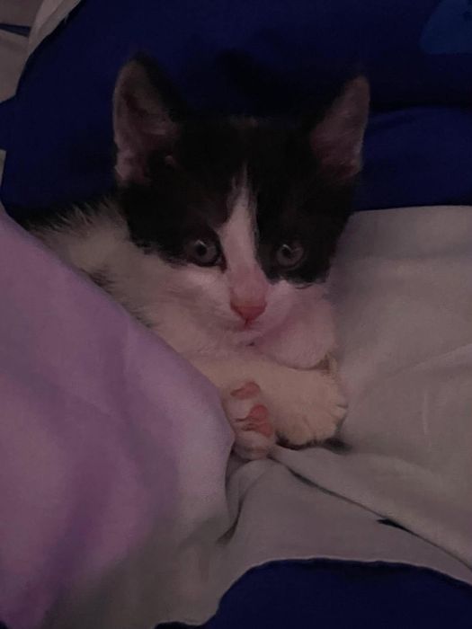 Adoptie pui de pisica