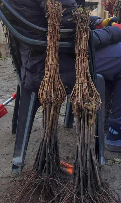 Vita de vie altoită si hibrid