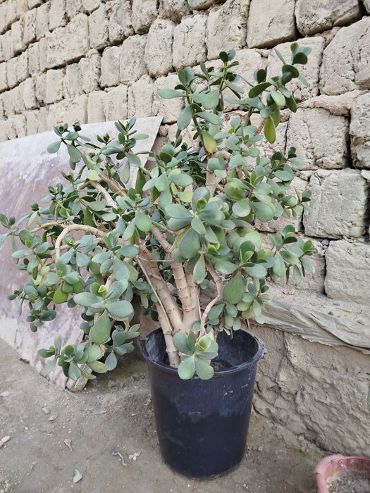 Dollor gul. Holati a'lo