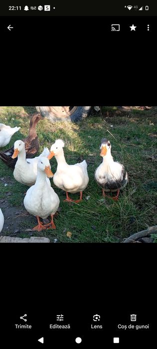 Oua de rata pentru incubat sau consum