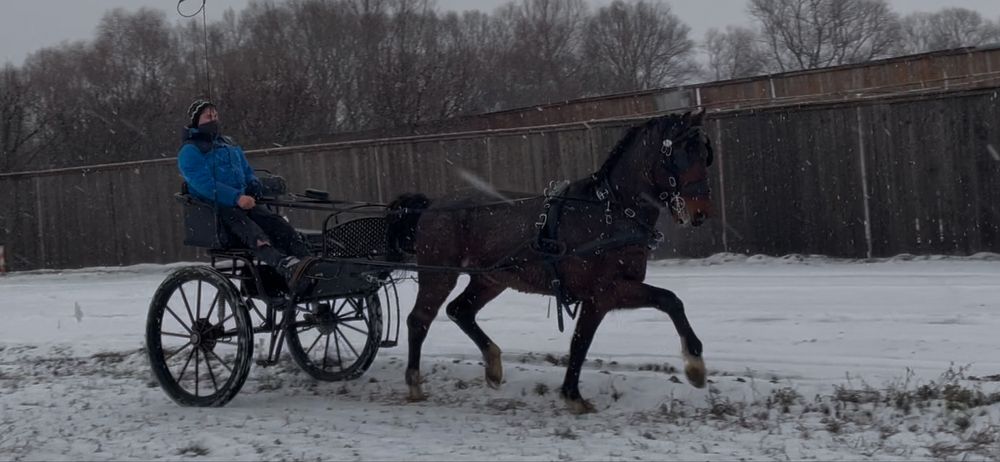 armasar kwpn cu pedigree