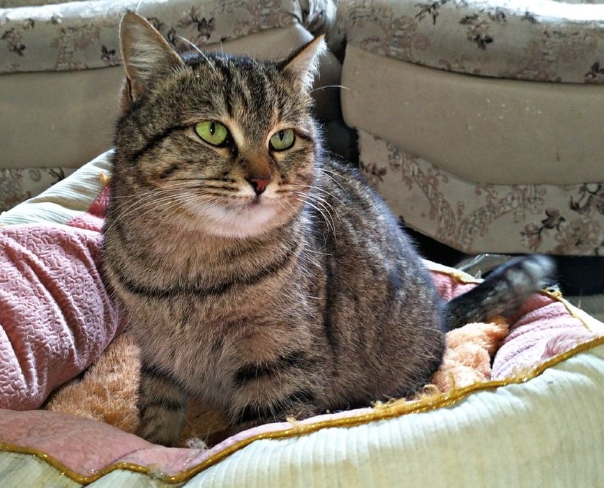 Стерилизованная кошка ищет дом!