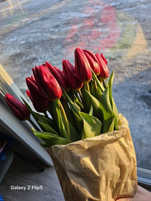 Тюльпаны шикарные  большие предзаказ