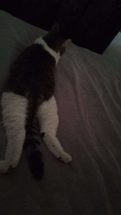 Пропала кошка в районе Евразии