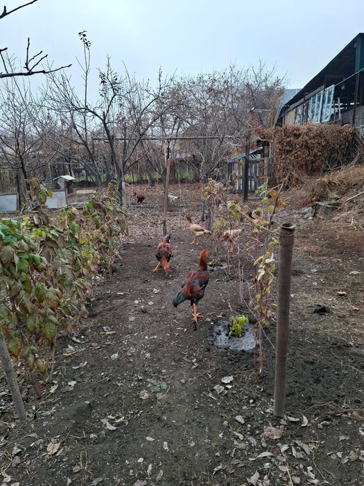 Куры породы Дакан