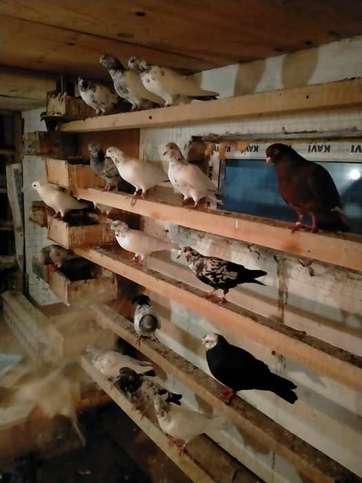 Продам голуби разные