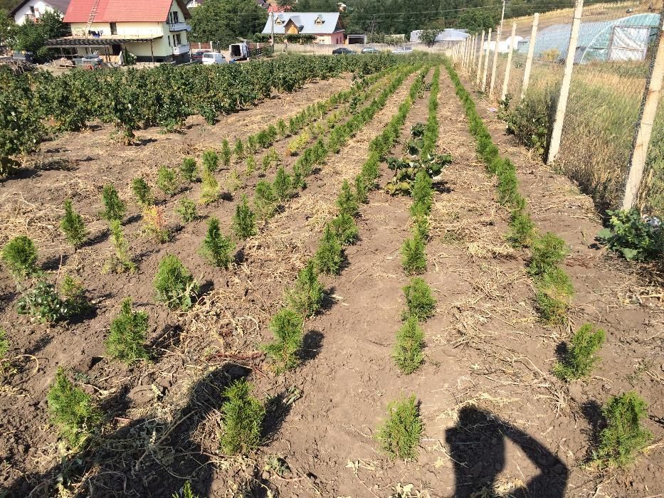 Vand Tuia Smaragd de 40 cm la ghiveci de 9cm