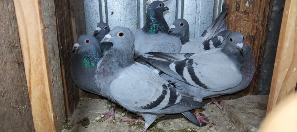 Vând porumbei voiajori