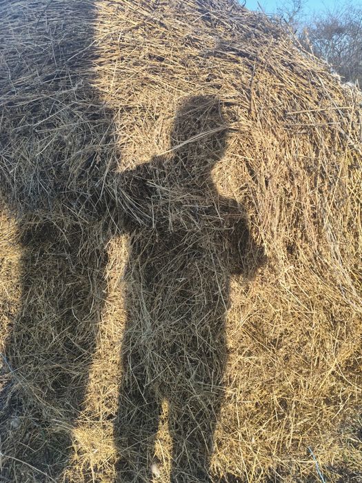 Baloti de lucernă cu iarba