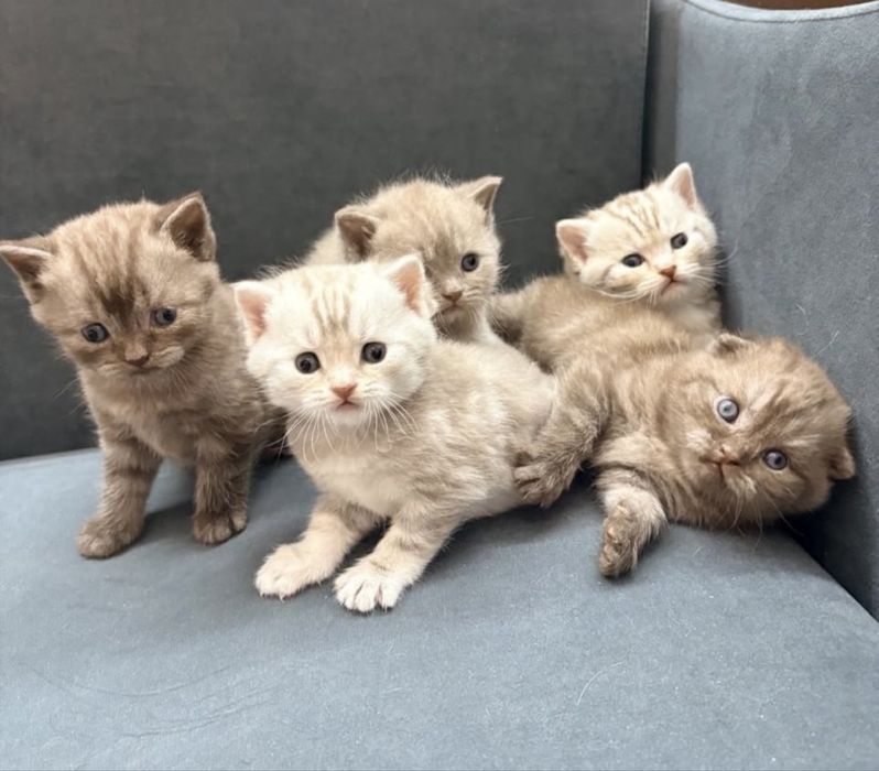 Чистокровеые шотландские котята