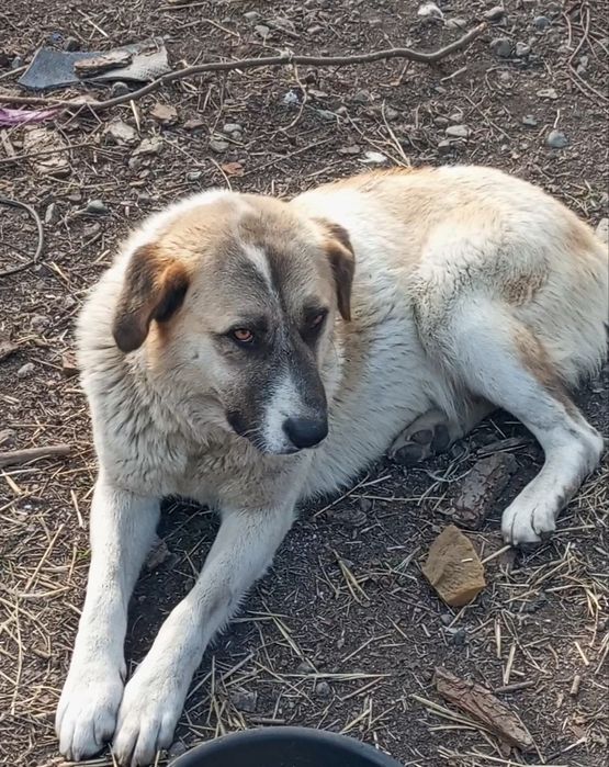 Алабайка девочка