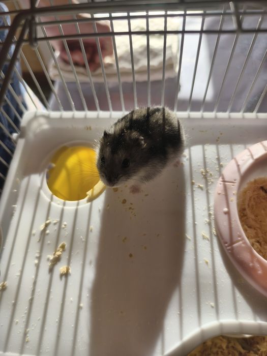 Продам двух хомяков