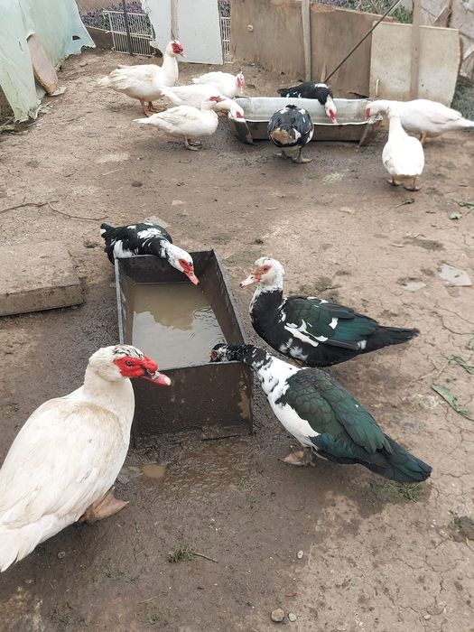 Schimb rate și rățoi leșesc cu curcan sau vand