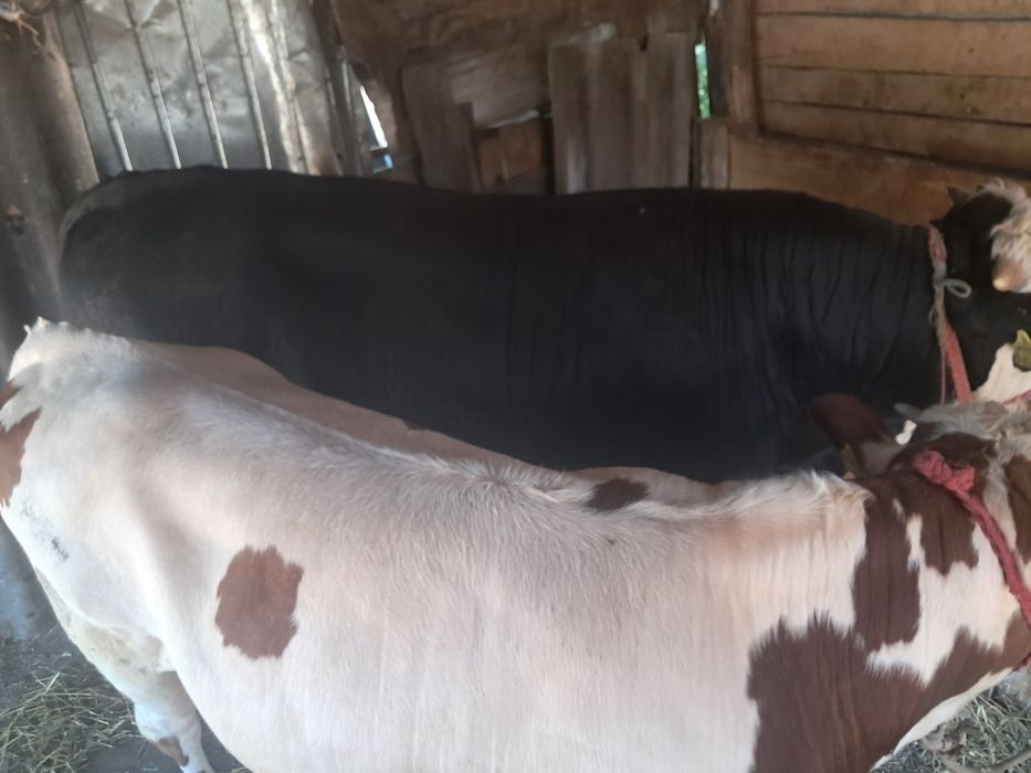 Se vinde doi viței
