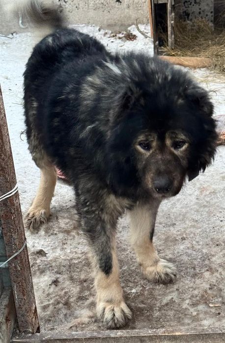 Кавказская овчарка. (Вязка)