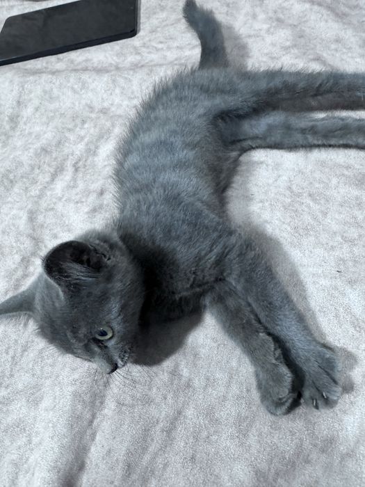 Отдам котенка в добрые руки