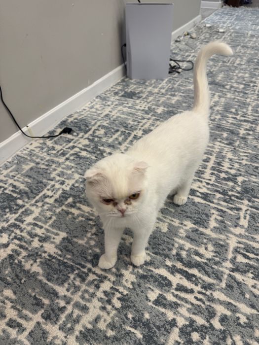 Вислоухая кошка в добрые руки