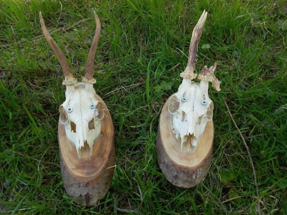 trofeu,trofee,craniu,coarne gothic rock