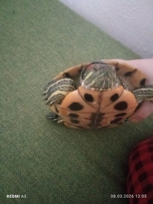 Продам краснаухую черепаху