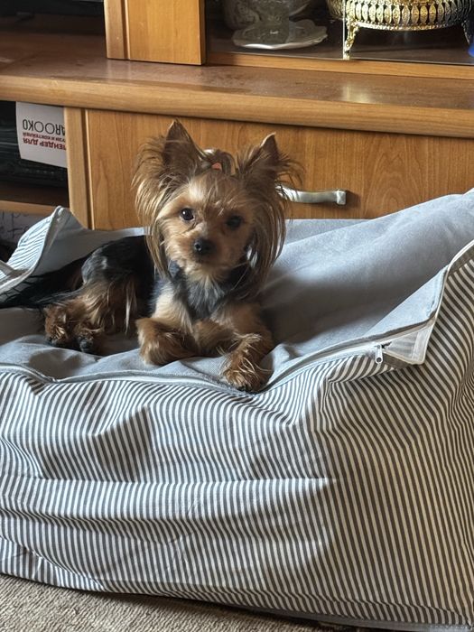 Пропала собака помогите найти