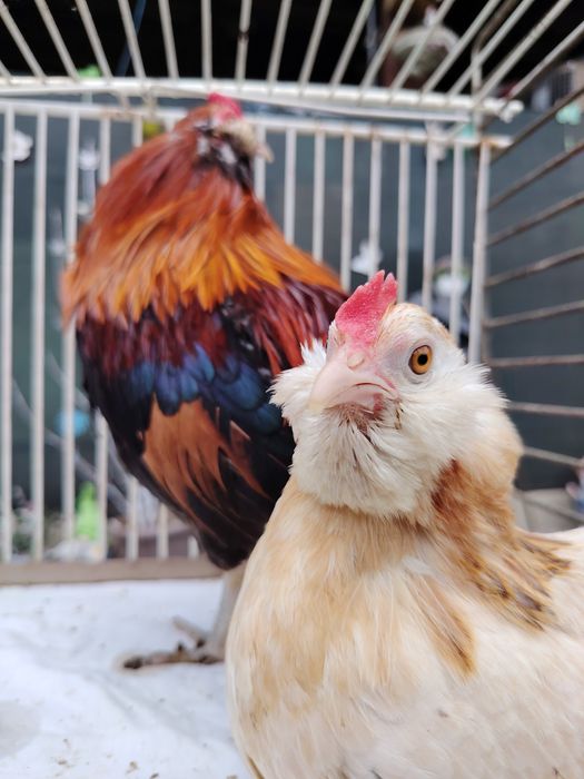 Араукана бантам \ Araucana bantam