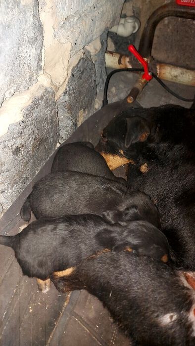 Продам щенка яктерьер