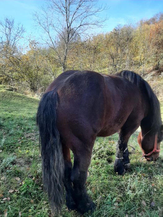 Se vinde carlan atentie pretul se spune im privat