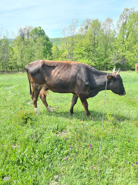 Vand vaca cu vitel
