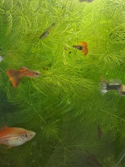 Pesti exotici acvariu aclimatizati