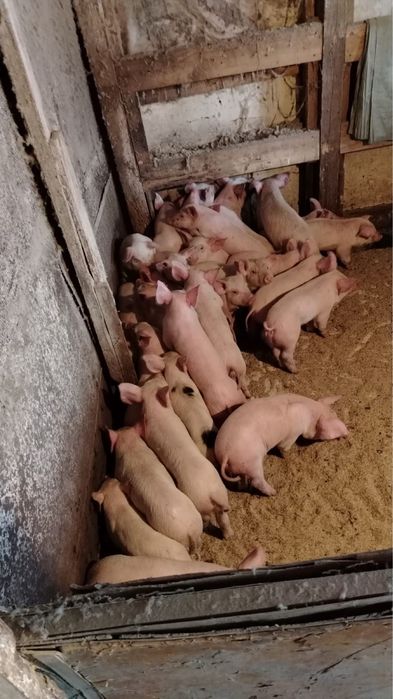 Куры несушки  поросята