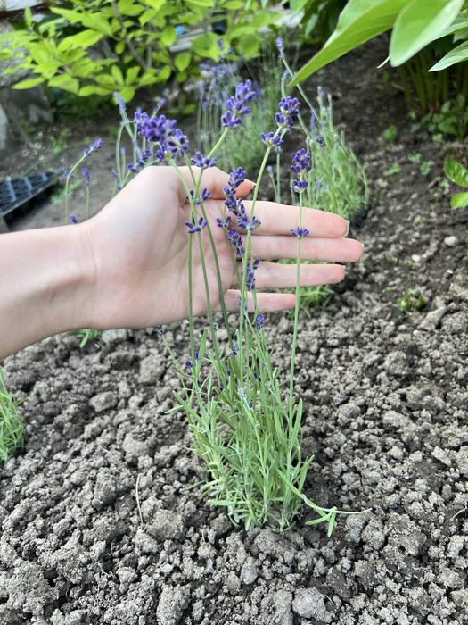 Лаванда в наличии