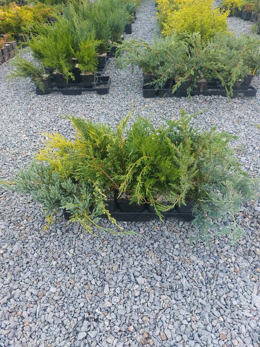 Mix 30 buc. varietati ienupar- cromatica galben, albastru, verde