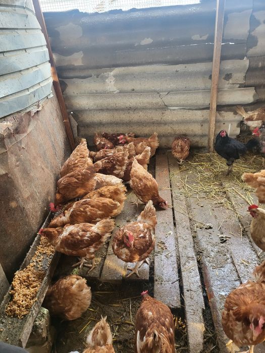 Тәуір жас тауықтар бар , таңдап аласыздар