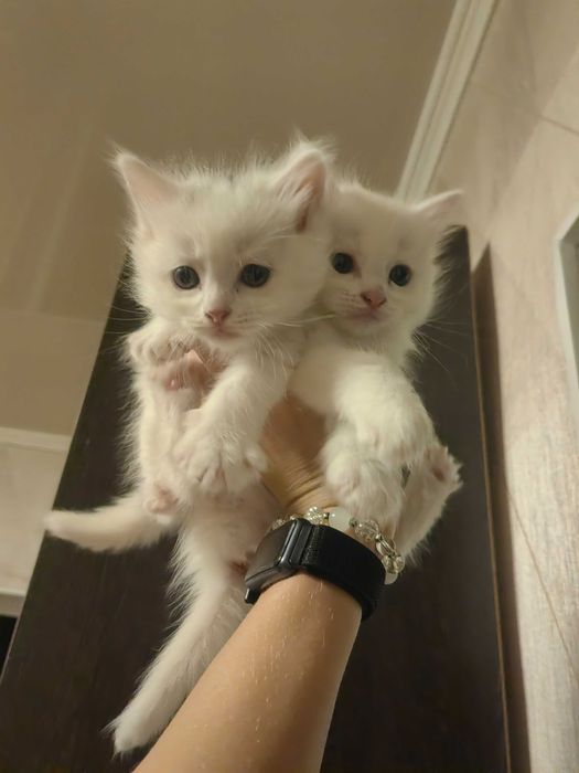Котятки за шоколадку
