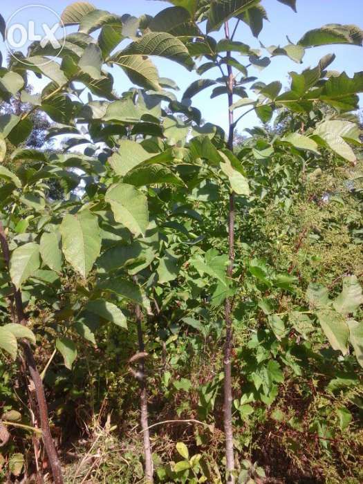 Nuci altoiti miroslava,anica,ovidiu