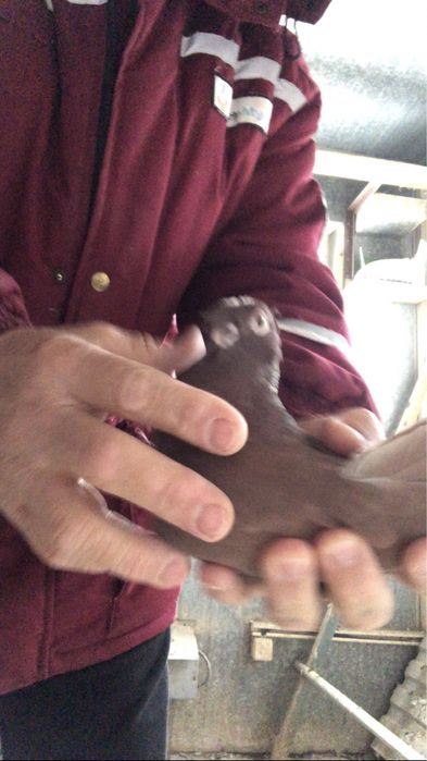 Продажа старопородные игровые