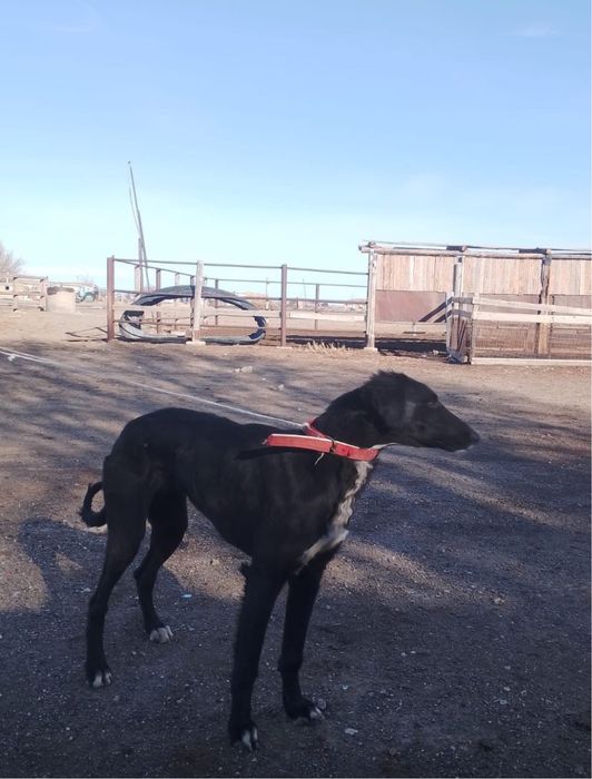 Грейхаунд Қаншық 1 жас