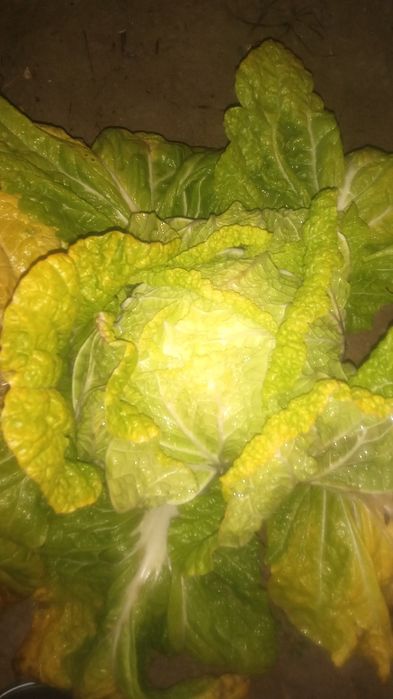 Chimchi karam bor nomi manako