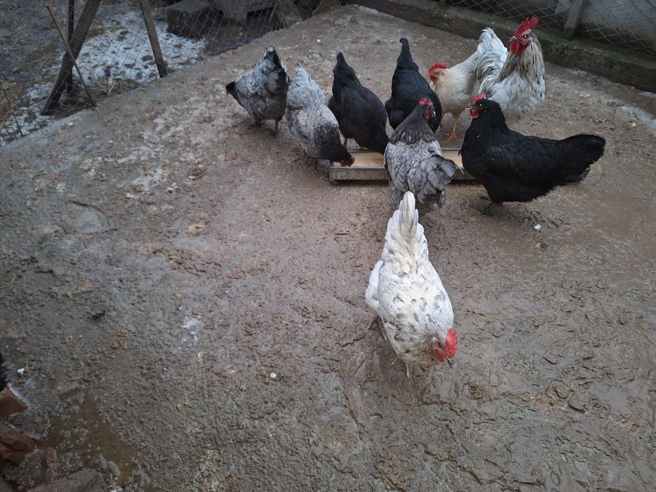 Oua găini Australop Plymouth silver și Plymouth rock barat