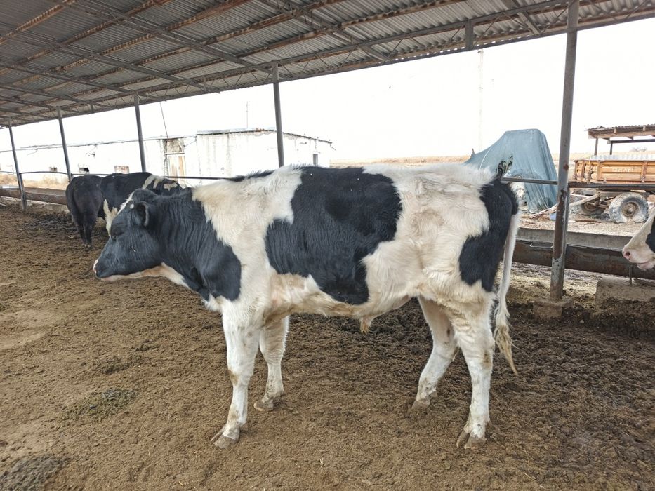 россияни буқачалари